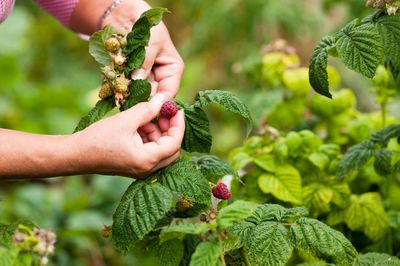 Himbeeren pflcken &#8211; Anleitung, wann und wie es am besten gelingt