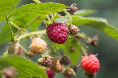 Himbeeren umpflanzen &#8211; so gelingt es Ihnen richtig