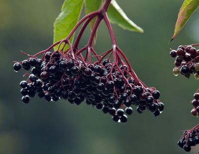 Baies de sureau, sureau noir, sambucus nigra