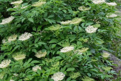 Planter un sureau – voici comment je procède