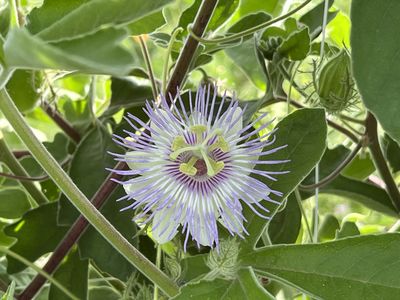 Passiflora pentaschista, minicuya&reg;, mini-passiflores, mini fruit de la passion