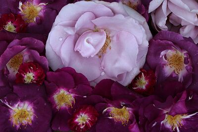 Roses bleues, Lubera
