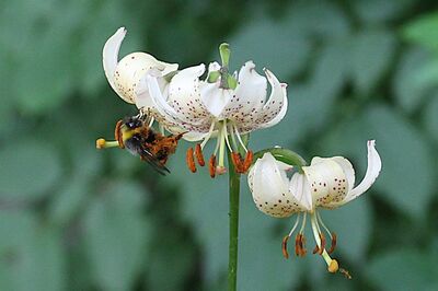 Ruban mellif&egrave;re avec des bulbes &agrave; fleurs pour offrir pollen et nectar aux insectes