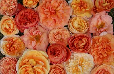 Roses orange, Lubera