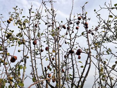 12 semaines sans pluie : dans quelle mesure les arbres fruitiers supportent-ils la s�cheresse ?