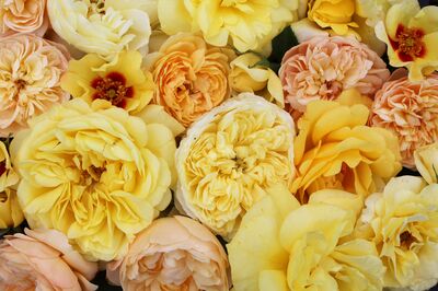 Roses jaunes, Lubera