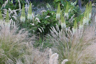 Bulbes � fleurs � floraison estivale que plant�s en automne