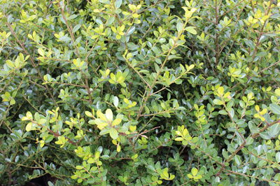Ilex crenata Bl&auml;tter: dunkelgr&uuml;n, immergr&uuml;n, japanische stechpalme