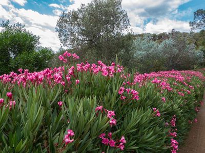 Wenn der Oleander gelbe Bltter bekommt