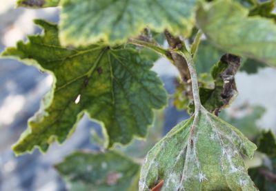 Johannisbeeren Krankheiten im berblick