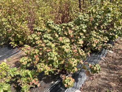 Cassis, Ribes nigrum, coups de soleil, s&eacute;cheresse