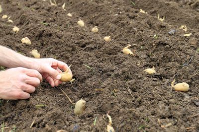 Kartoffeln pflanzen / setzen: Sorten, Pflanzzeit und Anleitung zum Anbau