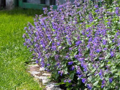Planter une herbe à chat : Trouvez la bonne variété de Nepeta pour vos massifs de vivaces, la cuisine et votre chat