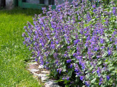 Katzenminze pflanzen: Die richtige Nepeta-Sorte fr Staudenbeet, Kche und Katze finden