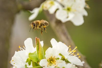 Planter, entretenir et tailler un cerisier - le guide Lubera des cerisiers