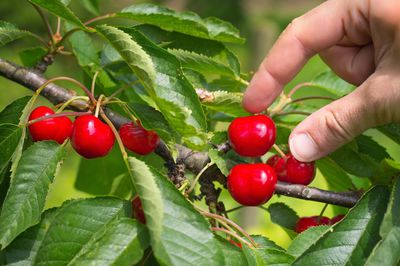 Kirschen pfl&uuml;cken &ndash; wann und wie wird es richtig gemacht?