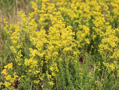 Cultiver le gaillet gratteron dans le jardin : points de vigilance