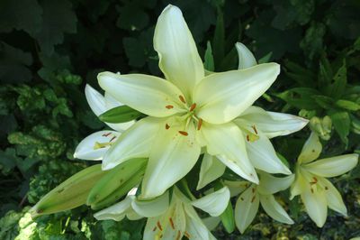 Weisse Lilien pflanzen - alles über Pflanzung, Pflege, Vermehrung und Standort der Madonnenlilie