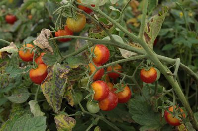 Tomate en grappe, tomate buissonnante
