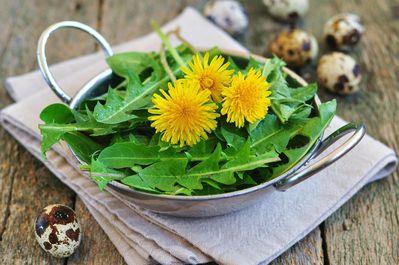 Löwenzahn essen – welche Pflanzenteile sind essbar?