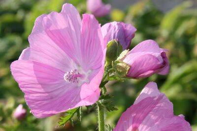 Essbare Stauden geniessen im Frhling