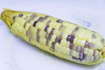 Le potager sur�lev� de Stefanie : des grains bleus sur du ma�s blanc
