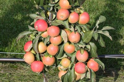 R�colter des fruits plus rapidement : ces 10 vari�t�s de fruits produisent d�s la premi�re ann�e