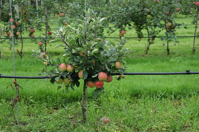 Plantation, entretien et taille du pommier nain - Instructions de Lubera pour les pommiers nains et les poiriers nains