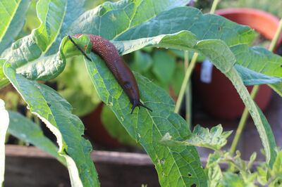 Schnecken im Garten - alles über Gehäuse- und Nacktschnecken