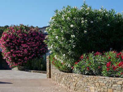 Den Oleander schneiden - Expertentipps für den Oleanderschnitt