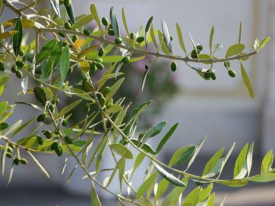 Wie Ihr den Olivenbaum düngen könnt