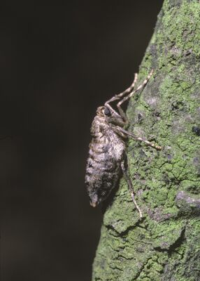 Operophtera brumata, phal&egrave;ne hi&eacute;male, femelle, incapable de voler, sur le tronc