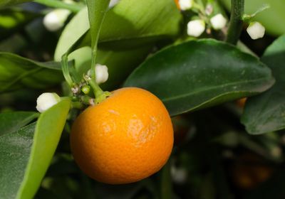 Oranger nain, Citrus mitis, acheter un oranger