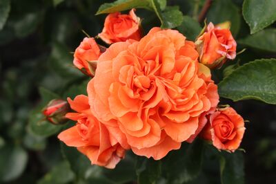 Rosiers Kordes, ADR, Lubera