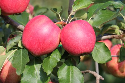 Warum Äpfel gesund sind