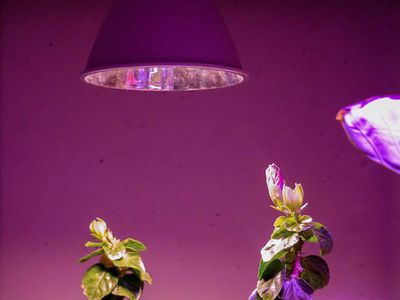 Lampe horticole LED