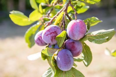 Quetsches bleues Prunes saines sur la branche de l’arbre fruitier