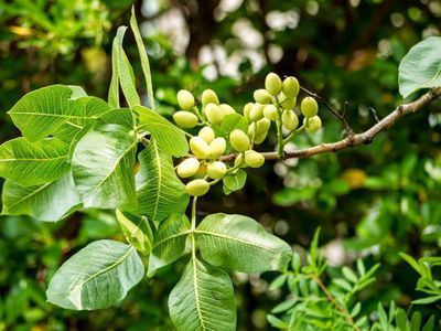 Le pistachier - un arbre m&eacute;diterran&eacute;en pour les connaisseurs