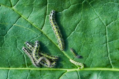 Chenille verte - on trouve ces espèces dans le jardin