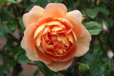 Englische Rosen von David Austin
