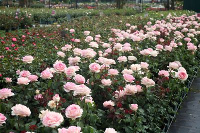 Planter, entretenir et tailler des rosiers à fleurs groupées : le guide de culture Lubera®