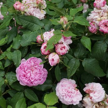 Bodendeckerrosen &ndash; Pflanzzeit, Pflanzabstand &amp; Schneiden