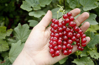 S&uuml;&szlig;e Johannisbeeren, Ribest&reg; Susette&reg;