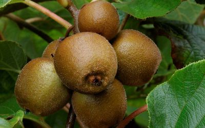Kiwi schneiden - So gelingt der Schnitt der Actinidia