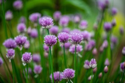 La ciboulette fleurit&ndash; est-elle encore comestible&nbsp;?