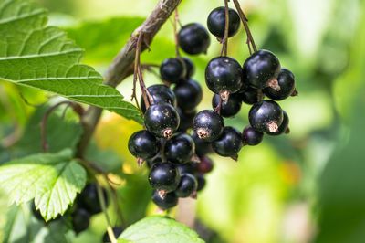 Johannisbeeren schneiden: Alles über den richtigen Schnitt