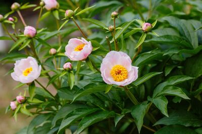 Paeonia Soft Salmon Saucer, Paeonia lactiflora, pivoine, pivoines vivaces