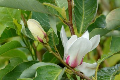 NoPR_ Strauch Magnolie
