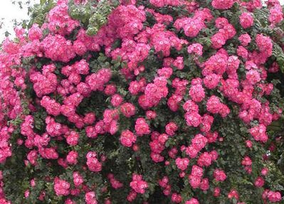 Ramblerrosen pflanzen, pflegen und schneiden - die Lubera® Anleitung für Ramblerrosen