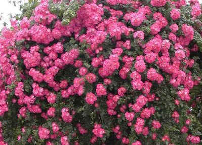 Planter, entretenir et tailler un rosier liane : le guide Lubera®